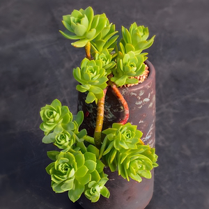 绿蔷薇 悬崖老桩整桩群生多肉植物好养易造型 办公室书房萌物绿植