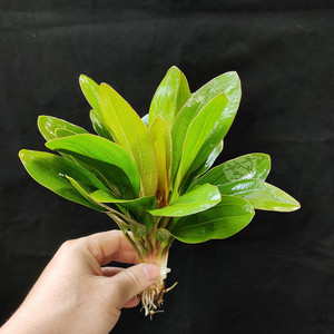 大型皇冠草红绿九冠乌拉圭丹麦玫瑰旦叶阴性鱼缸水草造景好养耐活