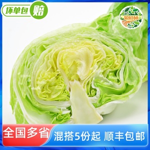 聚鲜林 新鲜球生菜圆生菜西生菜结球蔬菜500g绿包菜餐饮沙拉配菜