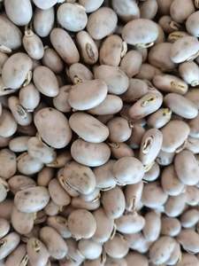 蔬菜20粒高产龙爪豆狗爪豆猫豆高产种子20粒高产种子