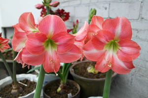 【朱顶红罗莎莉】朱顶红罗莎莉品牌,价格 - 阿里巴巴