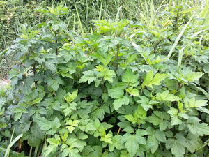 白苞蒿(珍珠菜,真珠菜,真珠花菜)