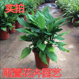 大叶万年青盆栽 室内水培植物花卉绿植净化空气除甲醛