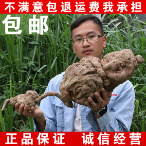 广西深山纯野生新鲜何首乌夜交藤地精整个多肉中药食材500g包邮