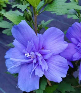 稀有蓝色雪纺木槿多花重瓣阳台庭院花卉耐寒耐热耐晒多年生花园