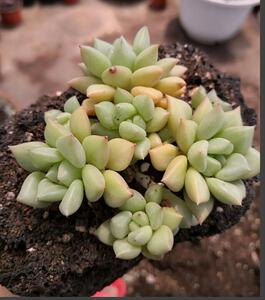 多肉 黄金象牙老桩一物一拍