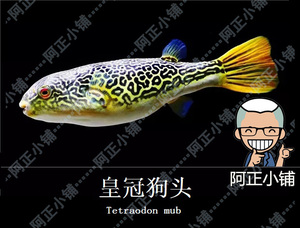 红木瓜狗头鱼