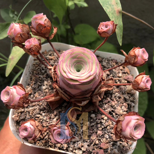 枫灵若婳血樱悦色风花雪月手捧花山地玫瑰盆多肉植物森墨园艺