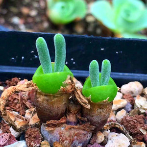 碧光环小兔子多肉植物 带盆栽好萌肉桌面室内精品盆栽