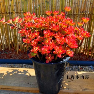 丸叶红梅 小吉姆多头老桩多肉植物火红色颜色超美带盆栽美观