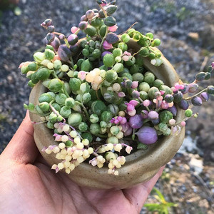 彩色圆佛珠锦珍珠吊兰多肉植物室内阳台绿植防辐射七彩多肉