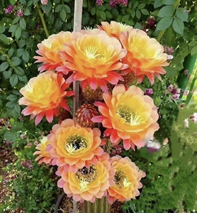 杏光辉 毛花柱大花仙人球进口新品种侧芽自根多肉植物易开花丽花