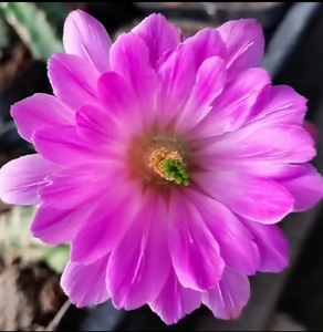 水仙情郎 大花杂交新品没刺仙人球 桃太郎美花角杂交行行多肉植物