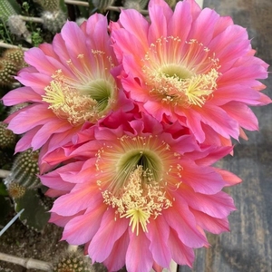 飞碟毛花柱大花行行多肉植物进口精选花色好养开花仙人球