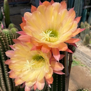 法三 毛花柱香味新杂交进口杂交新品种高端开花仙人球多肉植物