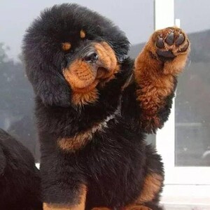 出售藏獒犬幼犬活体白色雪獒红色铁包金金色藏獒犬巨型狮头獒犬