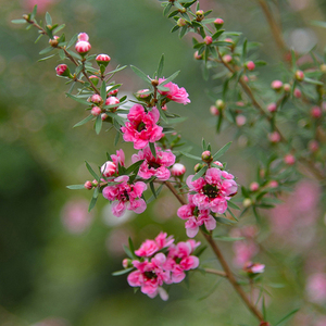今年现货 新西兰松红梅(麦卢卡)纯露 250ml  oz essential oil