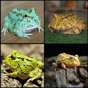 【宠物角蛙】宠物角蛙品牌,价格 - 阿里巴巴