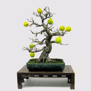 造型木瓜盆景日本花梨盆景矮霸童子功观果微型盆景室内阳台绿植