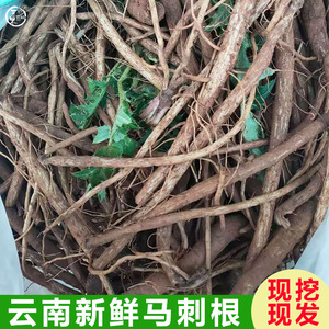 云南新鲜马刺根野生大蓟根马刺草恶鸡婆现挖现发食用野菜新鲜蔬菜