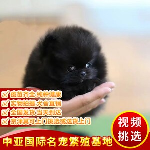 000人付款淘宝纯种博美幼犬纯白黄博美铁包金异色博美幼犬纯黑色博美
