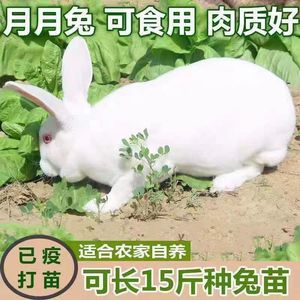 兔子活物非公母一对活体宠物家兔活肉兔活苗巨型小白兔家养小兔子