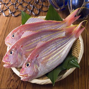 霞浦海鲜水产鲜活新鲜金线鱼冰鲜海鱼红杉鱼红三黄线红线1斤