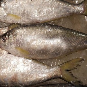 特惠价福建霞浦特产小吃深海东海野生大鲥鱼1斤2-3只 3斤起包邮