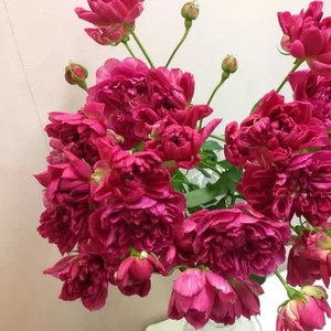 日本月季 厝 多头群开四季丰花开花机器 花型特别 阳台盆栽月季