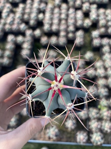 000人付款淘宝特价新品江守玉 开花实生仙人球防辐射易养美观植物盆栽