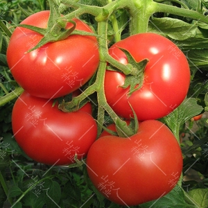 大红番茄种子大红果西红柿种籽四季盆栽水果高产春季农家蔬菜孑子