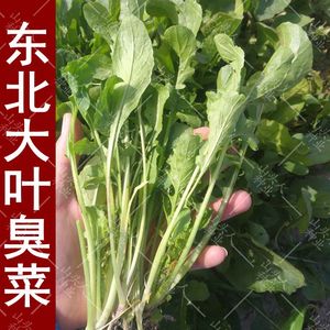 盆栽臭菜