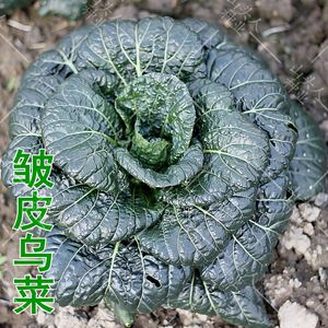 皱皮乌菜种子冬菜冬季蔬菜菜种杭州乌油冬儿大种籽菜籽孑青菜籽种