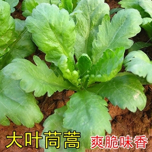 大叶茼蒿种子皇帝菜春季夏秋冬盆栽阳台四季青蔬菜种籽孑现在农家