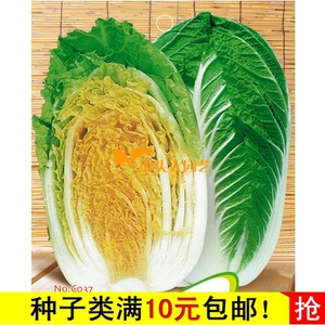 黄金大白菜种子 胶菜 室外种菜 阳台蔬菜盆栽 植物种子 一袋20粒