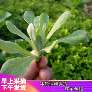 鼠曲草暖宫草 清明果 青团原料 江西野生新鲜绒毛草