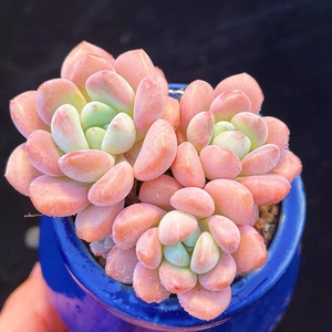 白鹭 群生多头老桩桃蛋多肉植物萌肉肉 大棚直销