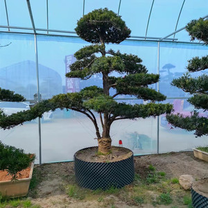 罗汉松大树庭院造型树盆景树迎客松别墅大门大型日本罗汉松五针松