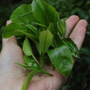 五指山茶