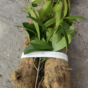 90铂芙美妆淘宝草药野生竹桔子根,酸筒子根,山竹桔子根500克包邮0人