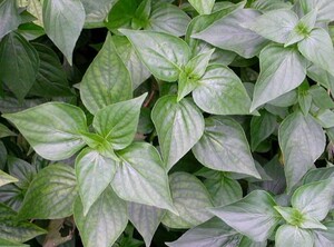 新鲜路边青六角英狗肝菜四籽马蓝狗肝菜九头狮子草500克