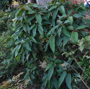 500克新鲜牛奶子树果实阳春子麦粒子岩麻子红牛奶树果牛妮子多糯