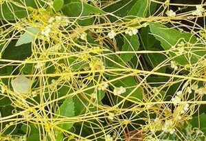 新鲜金丝藤无根藤菟丝子草菟丝藤无头藤无娘藤500克