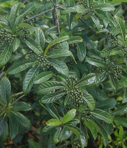 500克新鲜山大颜九节木大罗伞火筒树盆筒山大刀暗山公