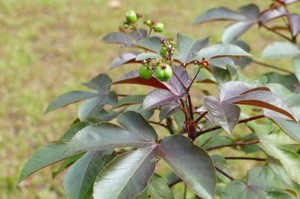 新鲜棉叶珊瑚花红叶麻风树新鲜麻枫树麻疯芙蓉木根枝叶苗都有500g