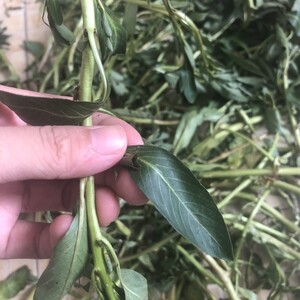 现采新鲜过塘蛇 中草药过江龙过江藤鱼鳔草水盖菜假蕹菜 500g