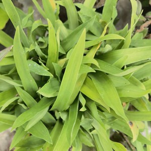 新鲜围夹草化核草 痰火草 核子草宽叶水竹叶猫爪草500g