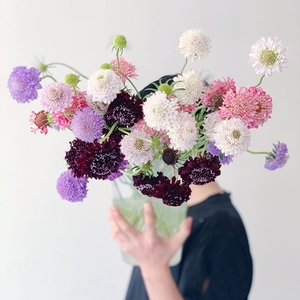 紫色松虫草线条型花材稀有小众鲜切花餐桌客厅装饰花卉昆明直发