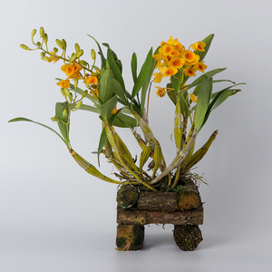 石斛兰盆栽带花室内