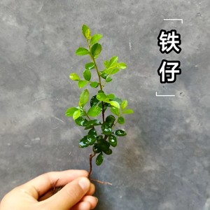 铁仔小绿植 四季常青办公室桌面小盆景 水陆缸微景观造景文人树